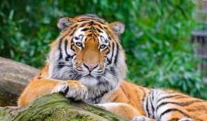 Preview wallpaper siberian tiger, tiger, predator, big cat, stone