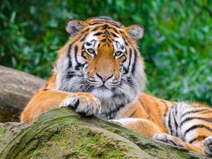 Preview wallpaper siberian tiger, tiger, predator, big cat, stone