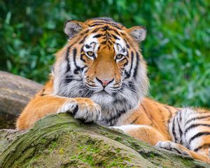 Preview wallpaper siberian tiger, tiger, predator, big cat, stone