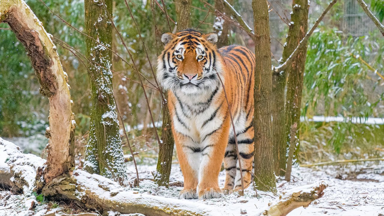 Wallpaper siberian tiger, tiger, predator, big cat, snow, trees