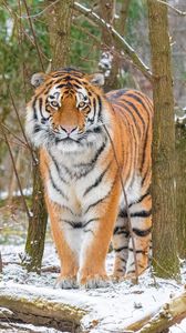 Preview wallpaper siberian tiger, tiger, predator, big cat, snow, trees