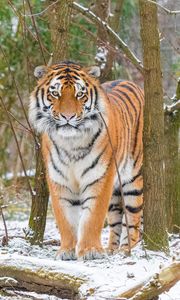 Preview wallpaper siberian tiger, tiger, predator, big cat, snow, trees