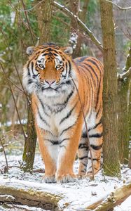 Preview wallpaper siberian tiger, tiger, predator, big cat, snow, trees