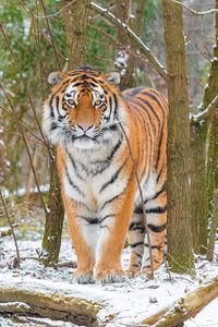 Preview wallpaper siberian tiger, tiger, predator, big cat, snow, trees