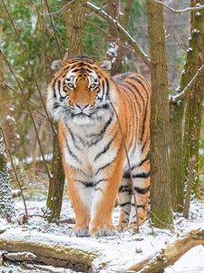 Preview wallpaper siberian tiger, tiger, predator, big cat, snow, trees