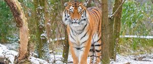 Preview wallpaper siberian tiger, tiger, predator, big cat, snow, trees