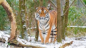 Preview wallpaper siberian tiger, tiger, predator, big cat, snow, trees