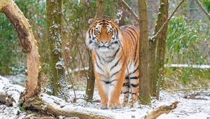 Preview wallpaper siberian tiger, tiger, predator, big cat, snow, trees