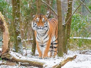 Preview wallpaper siberian tiger, tiger, predator, big cat, snow, trees