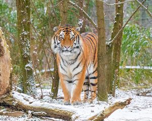 Preview wallpaper siberian tiger, tiger, predator, big cat, snow, trees