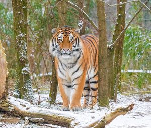 Preview wallpaper siberian tiger, tiger, predator, big cat, snow, trees