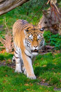 Preview wallpaper siberian tiger, tiger, predator, big cat, grass, movement