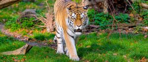 Preview wallpaper siberian tiger, tiger, predator, big cat, grass, movement