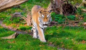 Preview wallpaper siberian tiger, tiger, predator, big cat, grass, movement