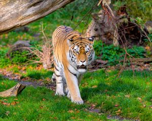 Preview wallpaper siberian tiger, tiger, predator, big cat, grass, movement