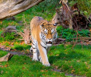 Preview wallpaper siberian tiger, tiger, predator, big cat, grass, movement