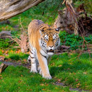 Preview wallpaper siberian tiger, tiger, predator, big cat, grass, movement