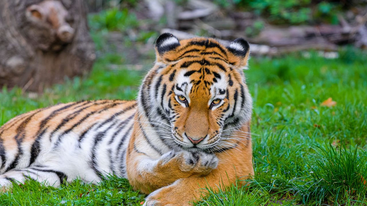 Wallpaper siberian tiger, tiger, predator, big cat, grass, paw