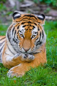 Preview wallpaper siberian tiger, tiger, predator, big cat, grass, paw