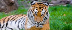 Preview wallpaper siberian tiger, tiger, predator, big cat, grass, paw