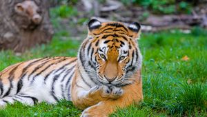 Preview wallpaper siberian tiger, tiger, predator, big cat, grass, paw