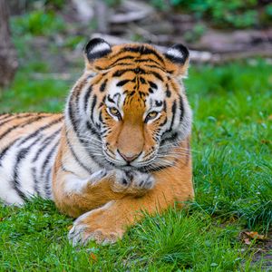 Preview wallpaper siberian tiger, tiger, predator, big cat, grass, paw