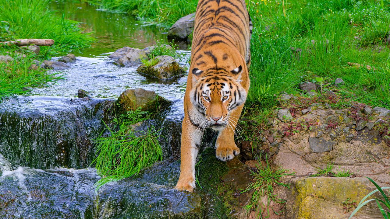 Wallpaper siberian tiger, tiger, predator, big cat, stream, movement