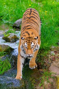 Preview wallpaper siberian tiger, tiger, predator, big cat, stream, movement