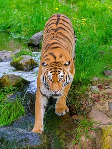 Preview wallpaper siberian tiger, tiger, predator, big cat, stream, movement