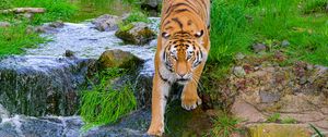 Preview wallpaper siberian tiger, tiger, predator, big cat, stream, movement