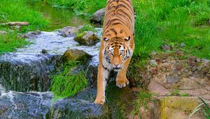 Preview wallpaper siberian tiger, tiger, predator, big cat, stream, movement