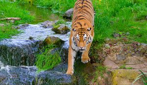 Preview wallpaper siberian tiger, tiger, predator, big cat, stream, movement