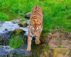 Preview wallpaper siberian tiger, tiger, predator, big cat, stream, movement