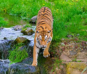 Preview wallpaper siberian tiger, tiger, predator, big cat, stream, movement