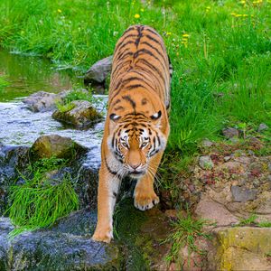 Preview wallpaper siberian tiger, tiger, predator, big cat, stream, movement