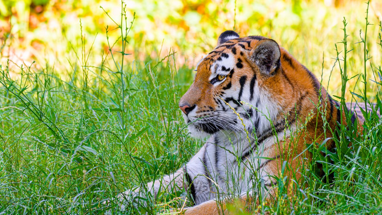 Wallpaper siberian tiger, tiger, predator, big cat, grass, wild