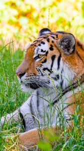 Preview wallpaper siberian tiger, tiger, predator, big cat, grass, wild