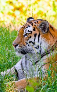 Preview wallpaper siberian tiger, tiger, predator, big cat, grass, wild