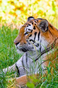 Preview wallpaper siberian tiger, tiger, predator, big cat, grass, wild