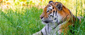 Preview wallpaper siberian tiger, tiger, predator, big cat, grass, wild