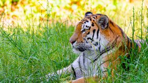 Preview wallpaper siberian tiger, tiger, predator, big cat, grass, wild