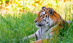 Preview wallpaper siberian tiger, tiger, predator, big cat, grass, wild