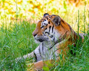 Preview wallpaper siberian tiger, tiger, predator, big cat, grass, wild