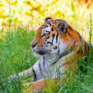 Preview wallpaper siberian tiger, tiger, predator, big cat, grass, wild