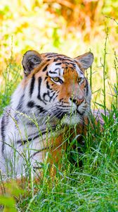 Preview wallpaper siberian tiger, tiger, predator, big cat, grass, striped