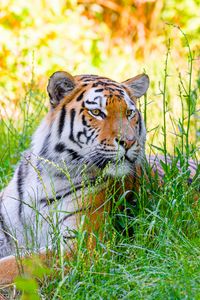 Preview wallpaper siberian tiger, tiger, predator, big cat, grass, striped