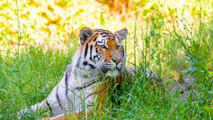 Preview wallpaper siberian tiger, tiger, predator, big cat, grass, striped