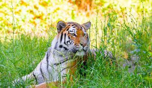 Preview wallpaper siberian tiger, tiger, predator, big cat, grass, striped