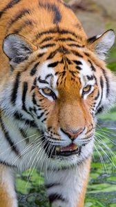 Preview wallpaper siberian tiger, tiger, predator, striped, big cat, grass