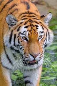 Preview wallpaper siberian tiger, tiger, predator, striped, big cat, grass